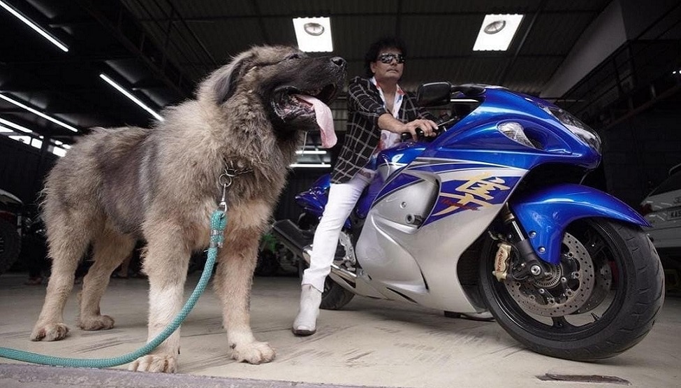 Caucasian Shepherd: देश का सबसे महंगा कुत्ता, इसकी खासियत सुनेंगे तो आपका भी देखने का मन करेगा!
