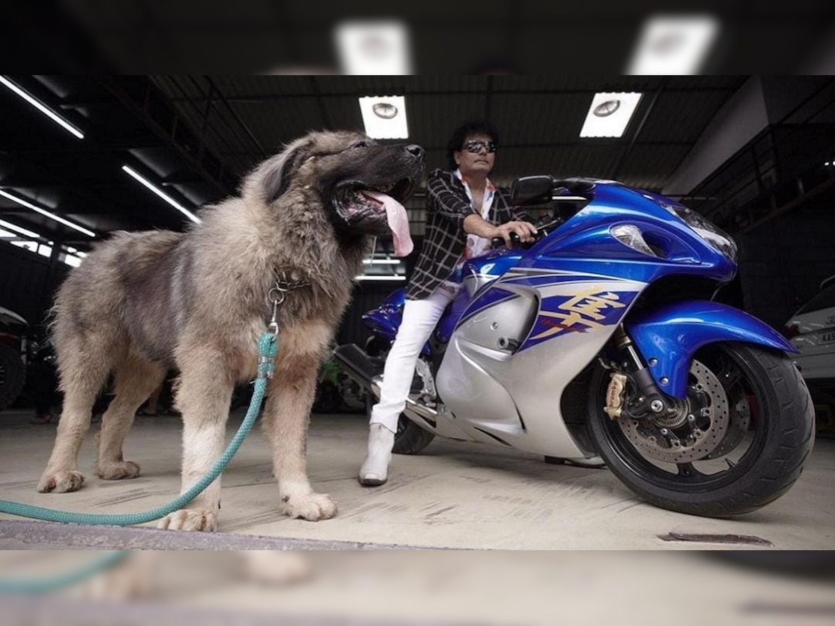 Caucasian Shepherd: देश का सबसे महंगा कुत्ता, इसकी खासियत सुनेंगे तो आपका भी देखने का मन करेगा!