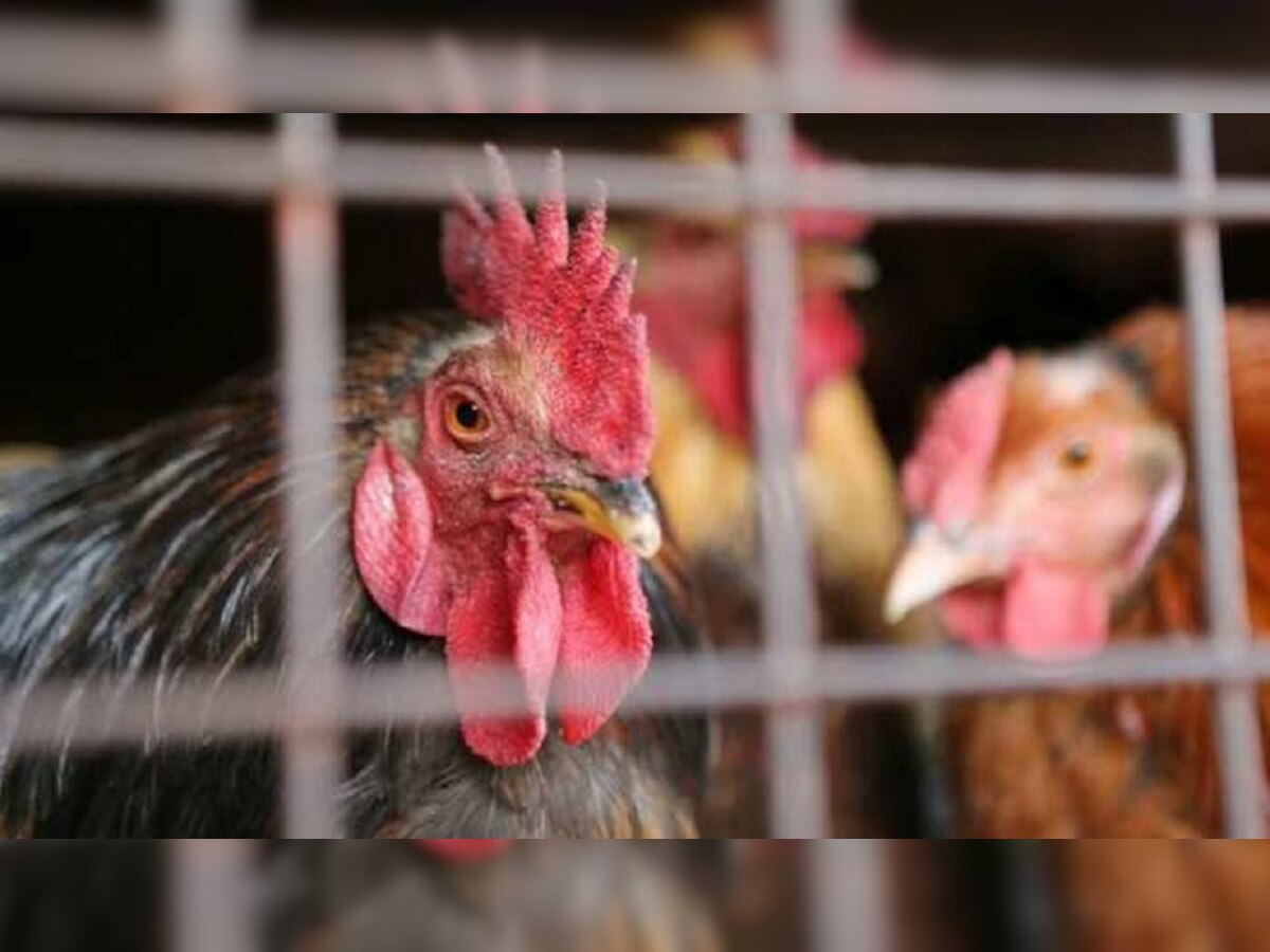 Poultry Farm: बंदूक की नोक पर लूट लिया मुर्गी फार्म, कंगाल PAK में एक और कुख्यात कारनामा