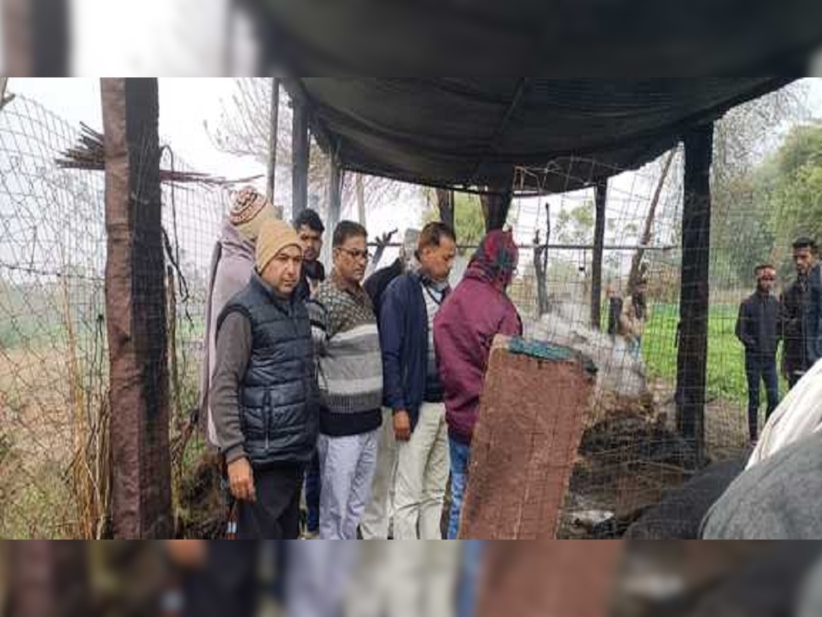 फलसावटा में बिजली के तार टूटने से 5 भैंसे जिंदा जली, तहसीलदार ने किया मौके का मुआयना