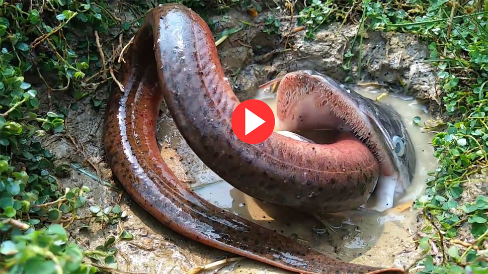 Video can fish eat snake you will also be surprised to see video Video क्या सांप को खा सकती