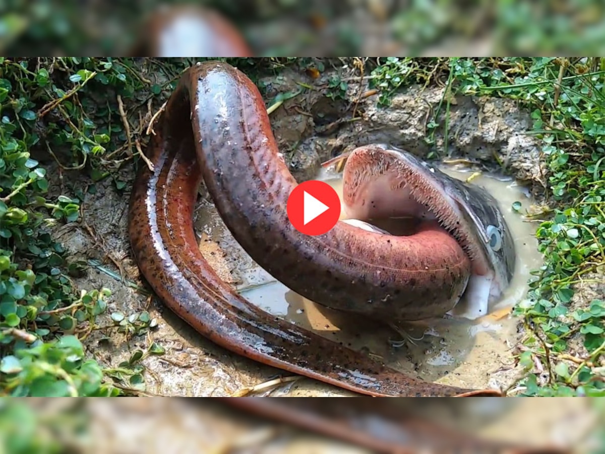 Video : क्या सांप को खा सकती है मछली, वीडियो देखकर आप भी हैरान हो जाएंगे