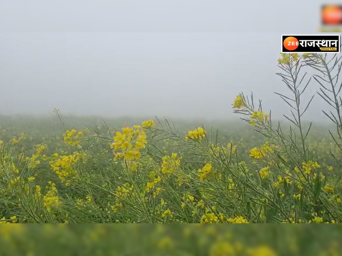 Bikaner Weather: बीकानेर में मौसम विभाग का अलर्ट अगले दो दिनों में बारिश 