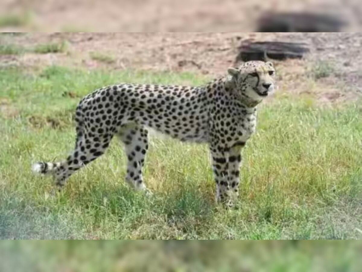 Kuno National Park Cheetah Shasha Fell ill