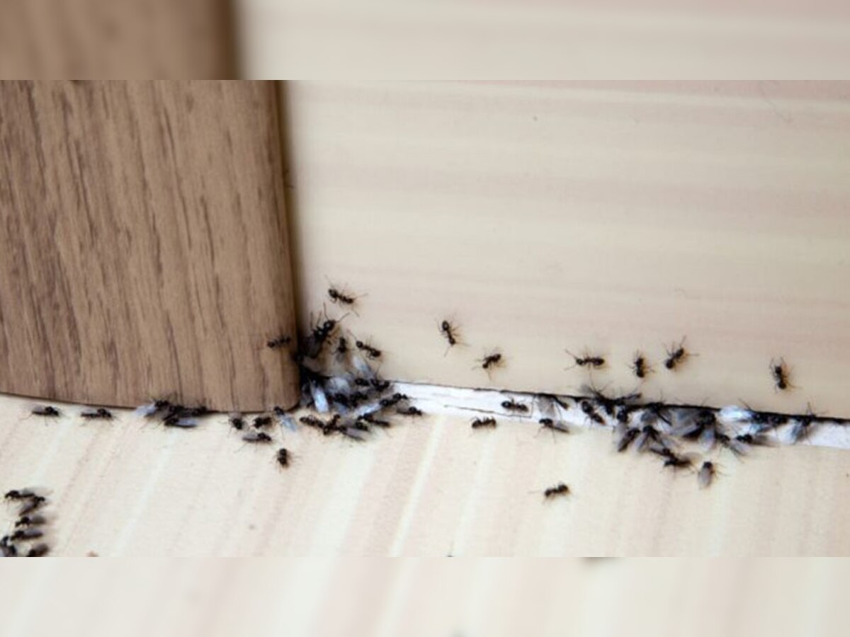 Remedies For Ants: बिना मारे चींटियों को भगाना चाहते हैं? आजमा लें काम के ये 5 घरेलू नुस्खे, समस्या हो जाएगी दूर 
