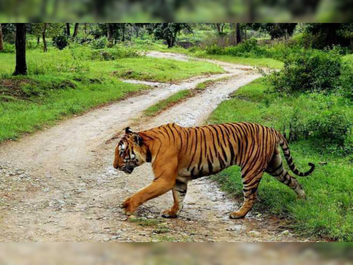 Panna Tiger Reserve Tigress T-1 Died