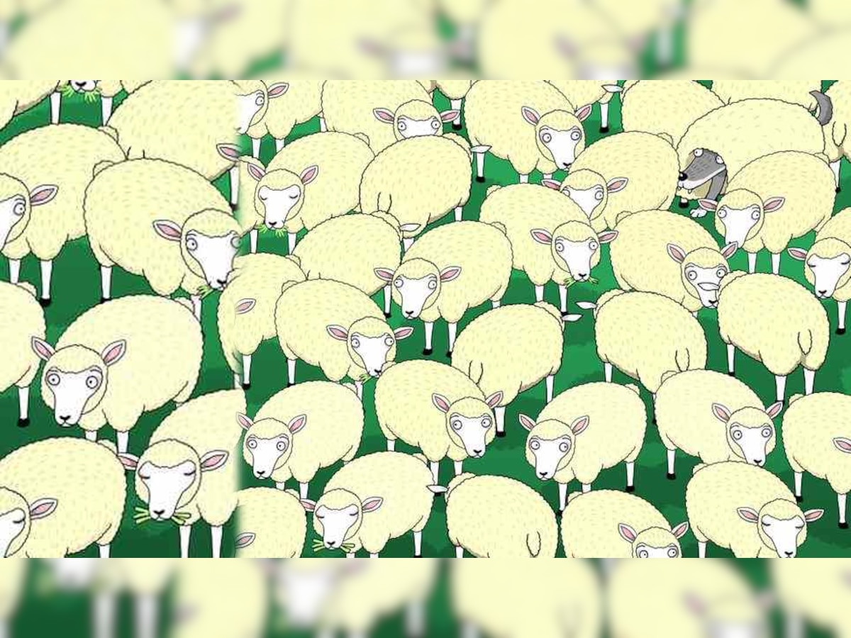 Optical Illusion: भेड़ों के बीच छिपा हुआ है एक भेड़िया, सिर्फ 7 सेकेंड में खोजने वाला जीनियस