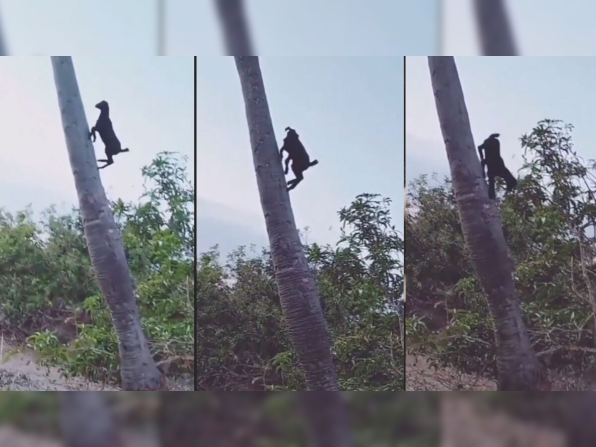 Video: ताड़ के पेड़ पर चढ़कर बकरी ने दिखाया करतब, फिर जो हुआ, नजारा हिला कर रख देगा