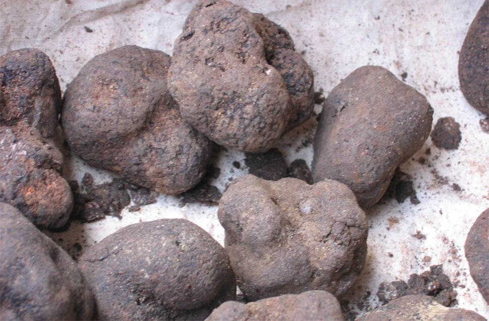 What is truffles are sold in Saudi Arabia for Rs 63000 per kg क्या है