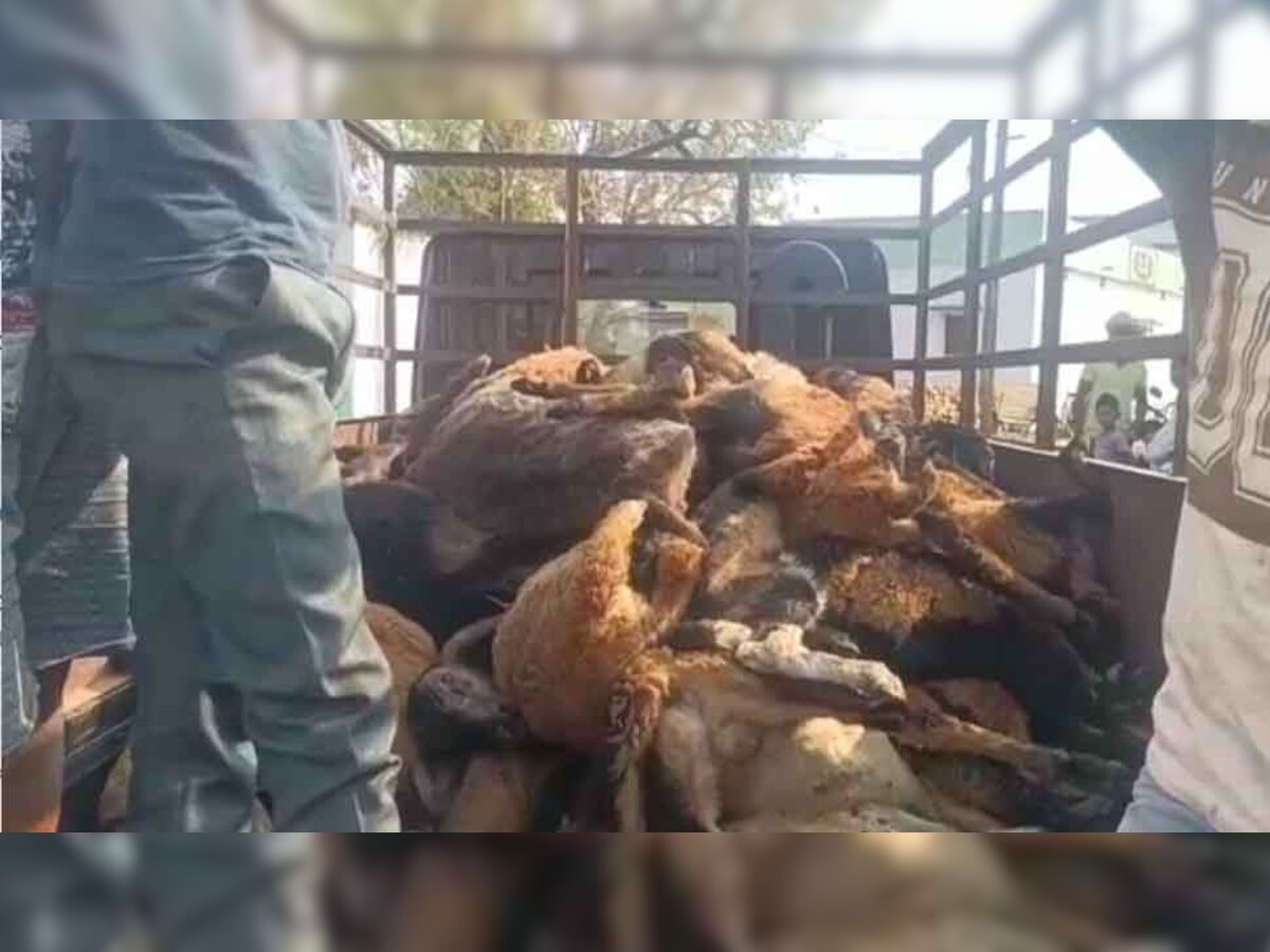 55 भेड़ों की एक साथ हुई रहस्यमयी मौत, पूरे गांव में मचा हड़कंप