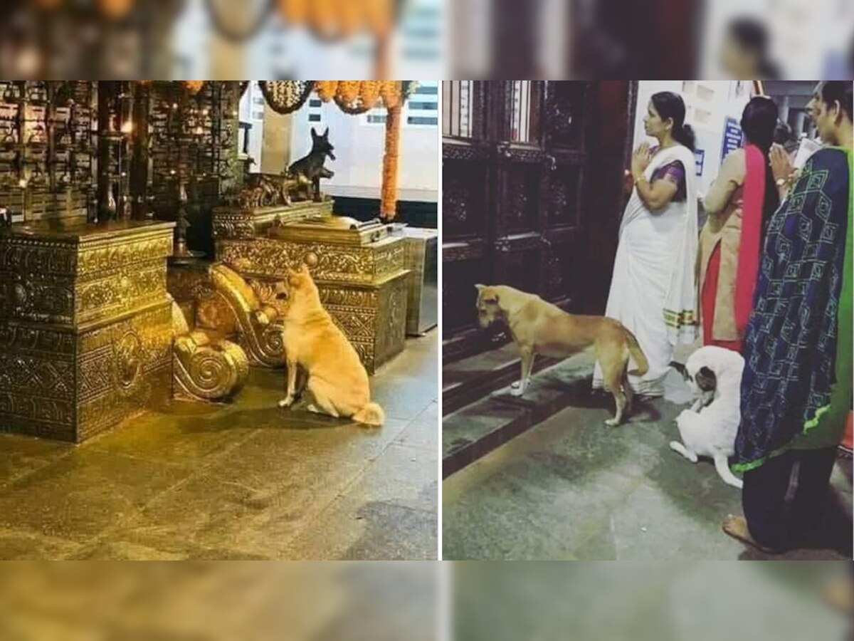 भारत के इस मंदिर में है अजीबोगरीब प्रथा, नामकरण करने के लिए यहां लाते हैं अपने पालतू कुत्ते