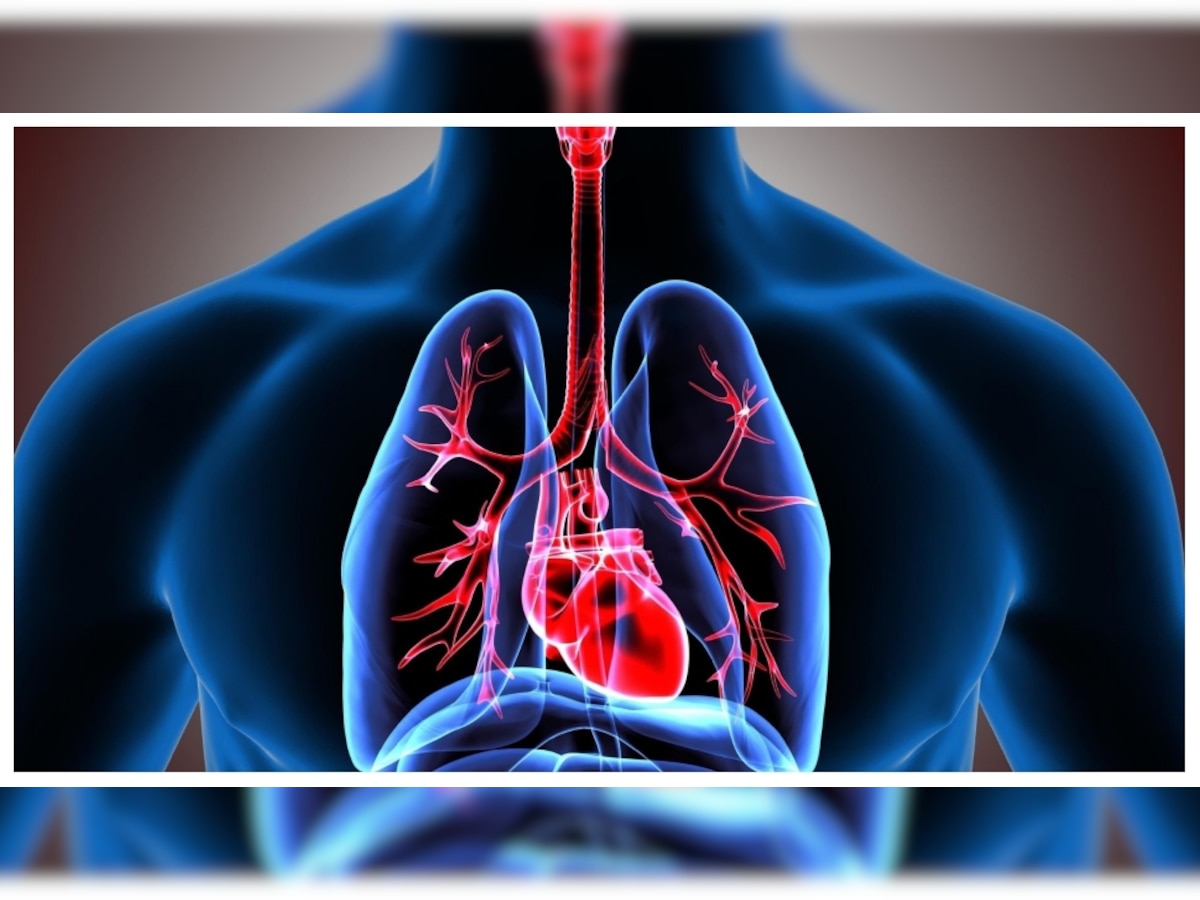 Lungs Health: फेफड़ों को हेल्दी रखने के लिए इन चीजों का रोजाना करें सेवन, सांस लेने में नहीं होगी दिक्कत