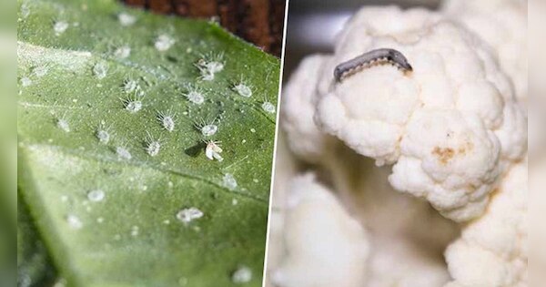 kitchen hacks to remove insects bacteria germs from green vegetables ...