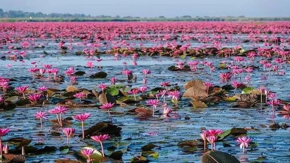 गुलावत