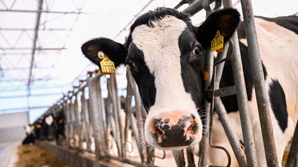 Super Cows: भारत के इस पड़ोसी देश ने क्लोनिंग से तैयार कर लीं 3 'सुपर गायें', एक साल में दे सकती हैं 17 हजार 500 लीटर तक दूध