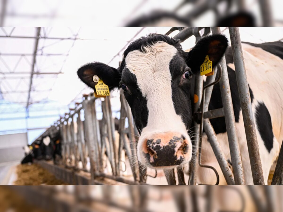 Super Cows: भारत के इस पड़ोसी देश ने क्लोनिंग से तैयार कर लीं 3 'सुपर गायें', एक साल में दे सकती हैं 17 हजार 500 लीटर तक दूध