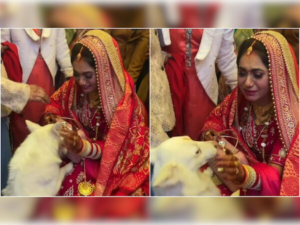 Video: दुल्हन को विदा करने से कुत्ते ने किया मना, भावुक कर देगा वीडियो