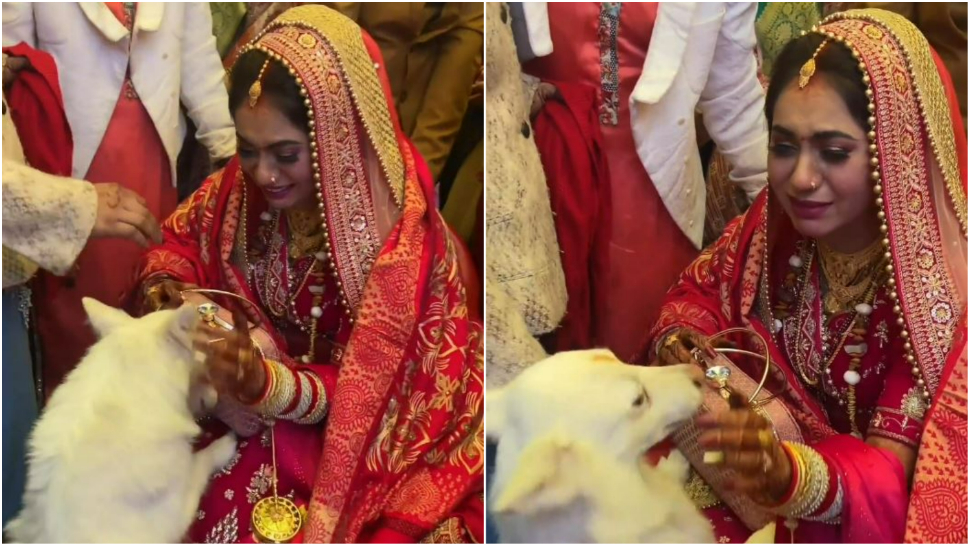 Video: दुल्हन को विदा करने से कुत्ते ने किया मना, भावुक कर देगा वीडियो Video: दुल्हन को विदा करने से कुत्ते ने किया मना, भावुक कर देगा वीडियो