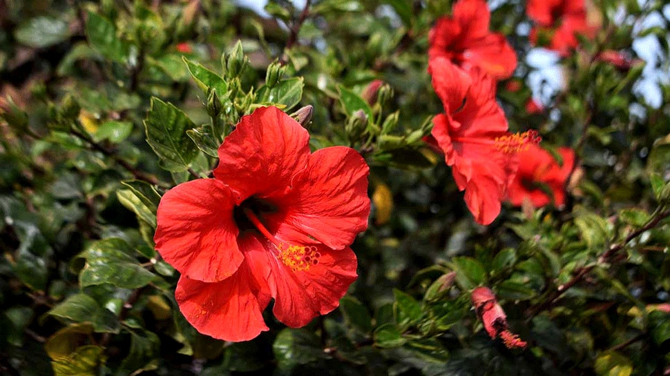 vastu tips gudhal flower do these remedies of hibiscus plant for strong