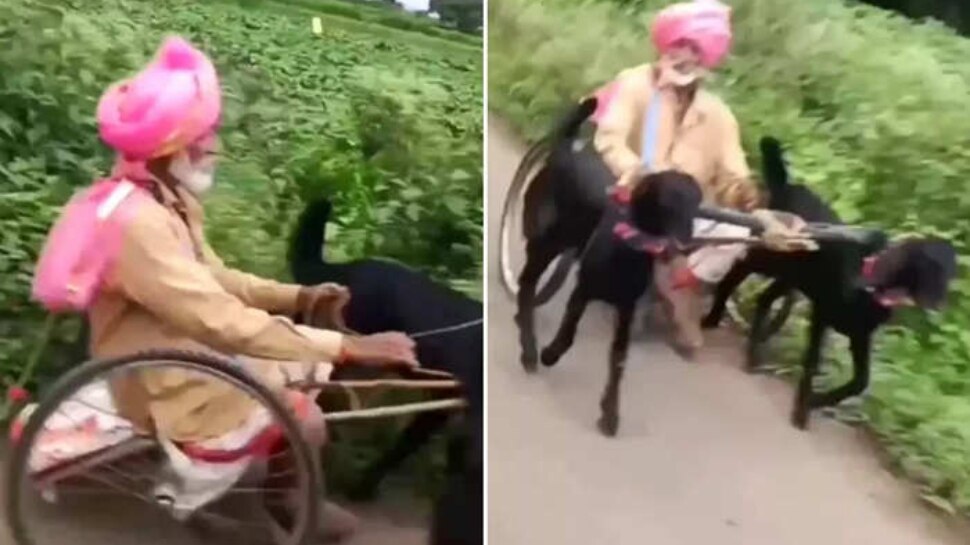 Viral Video: चचा की बकरी गाड़ी का जुगाड़ देख हैरान रह गए लोग, यूजर्स बोले- बकरियां मर जाएंगी अंकल