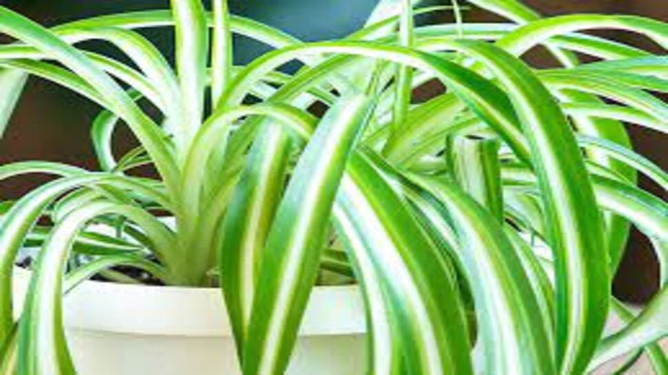 Lucky Plants: बड़े कमाल का है ये पौधा, मनी प्लांट से ज्यादा है असरदार; चुंबक की तरह खींचता है पैसा