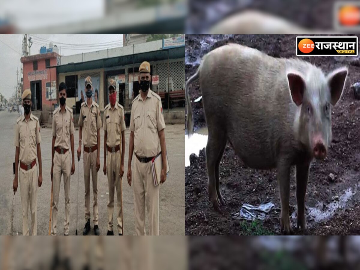 भीलवाड़ा पुलिस 'गली-गली पकड़ेगी सुअर!', सोशल मीडिया पर वायरल हुआ आदेश