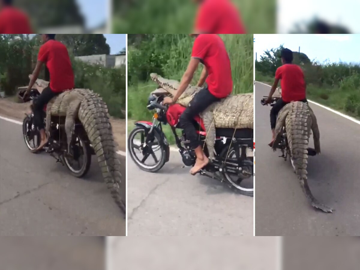Video: ख़तरनाक मगरमच्छ के ऊपर बैठकर शख्स ने चलाई बाइक, देखने वालों की अटक गई सांसें