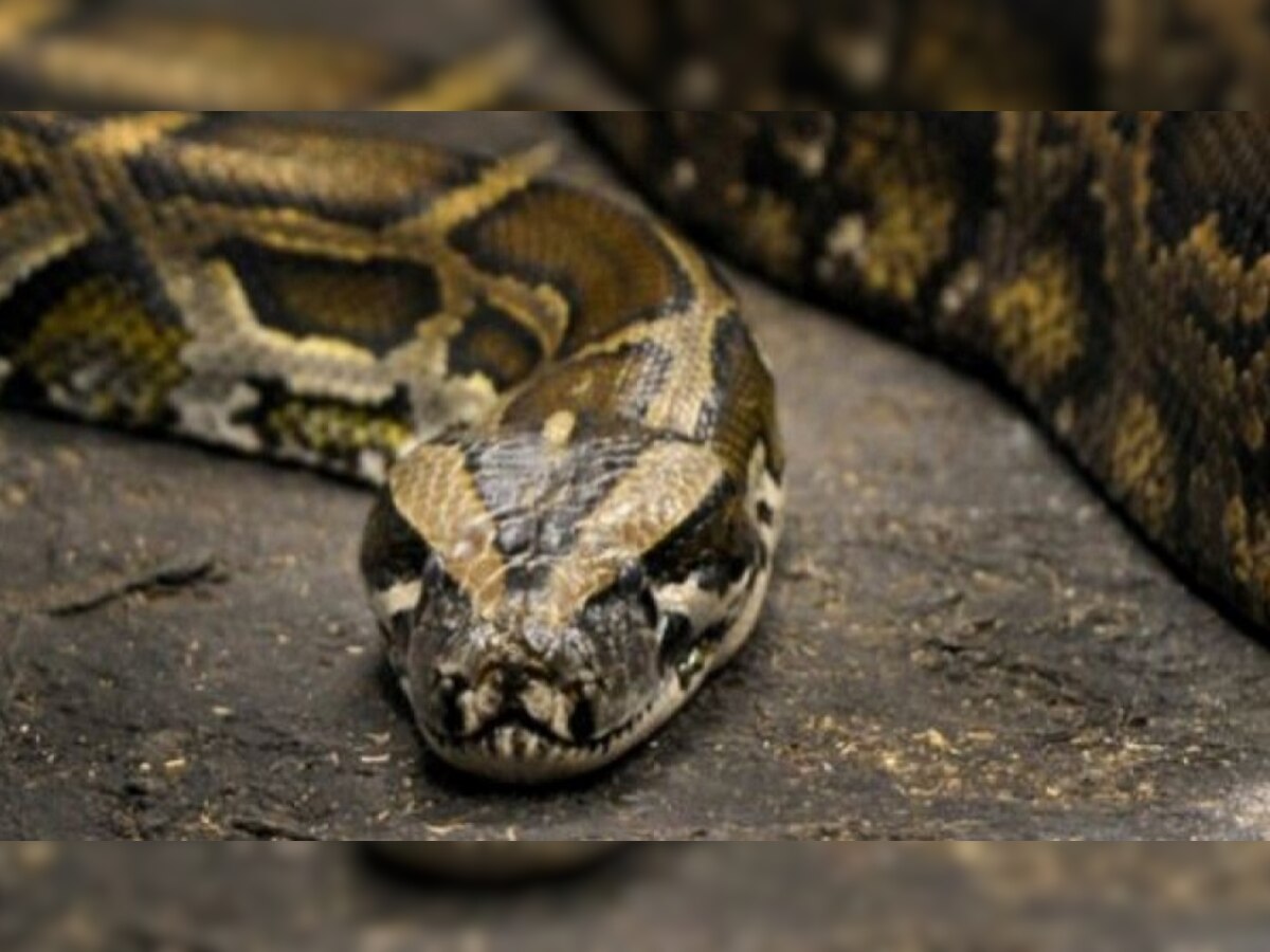 Python: शख्स ने अजगर के सिर को दांत से काटकर अलग कर दिया, फिर इसके बाद क्या हुआ?