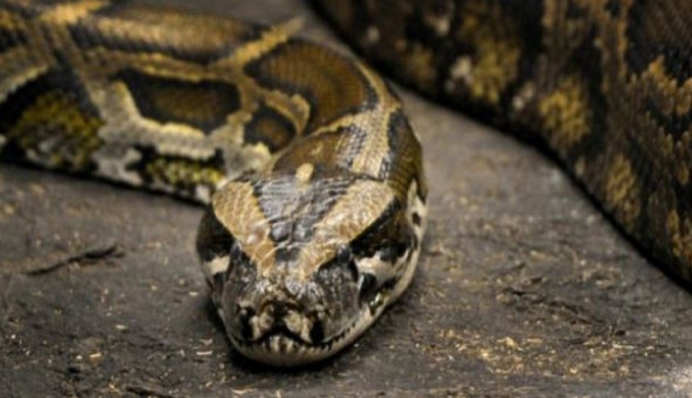 python head bites off by man after fight with woman partner in america ...
