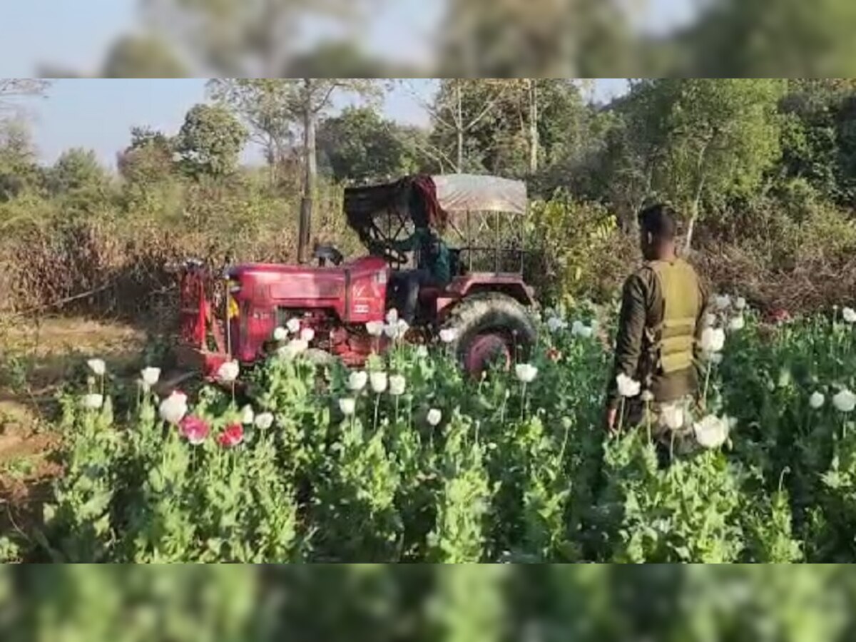 नवादा में बड़े पैमाने पर की जा रही थी अफीम की खेती, पुलिस ने मौके पर पहुंचकर किया नष्ट