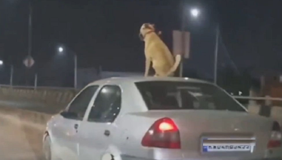 Viral: तेज रफ्तार से जा रही कार की छत पर बैठा कुत्ता, वीडियो देखकर भड़क गए लोग