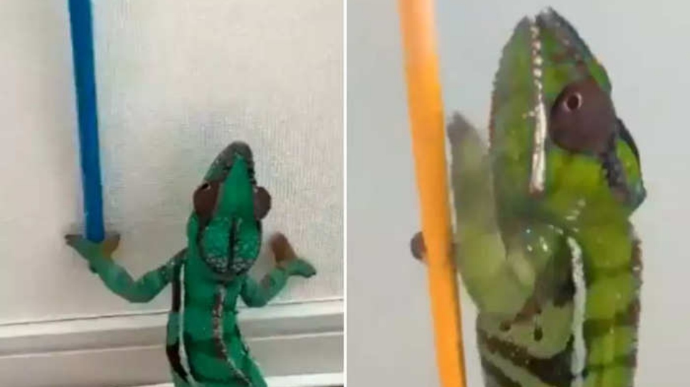 girgit changes color several times in 45 seconds video viral | Girgit ...