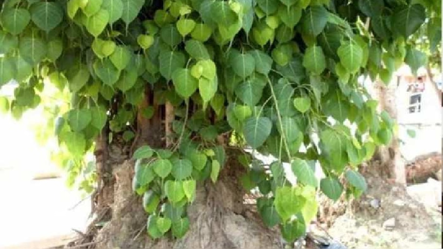 peepal tree puja for success in life peepal ped ke totake dhan prapti ...