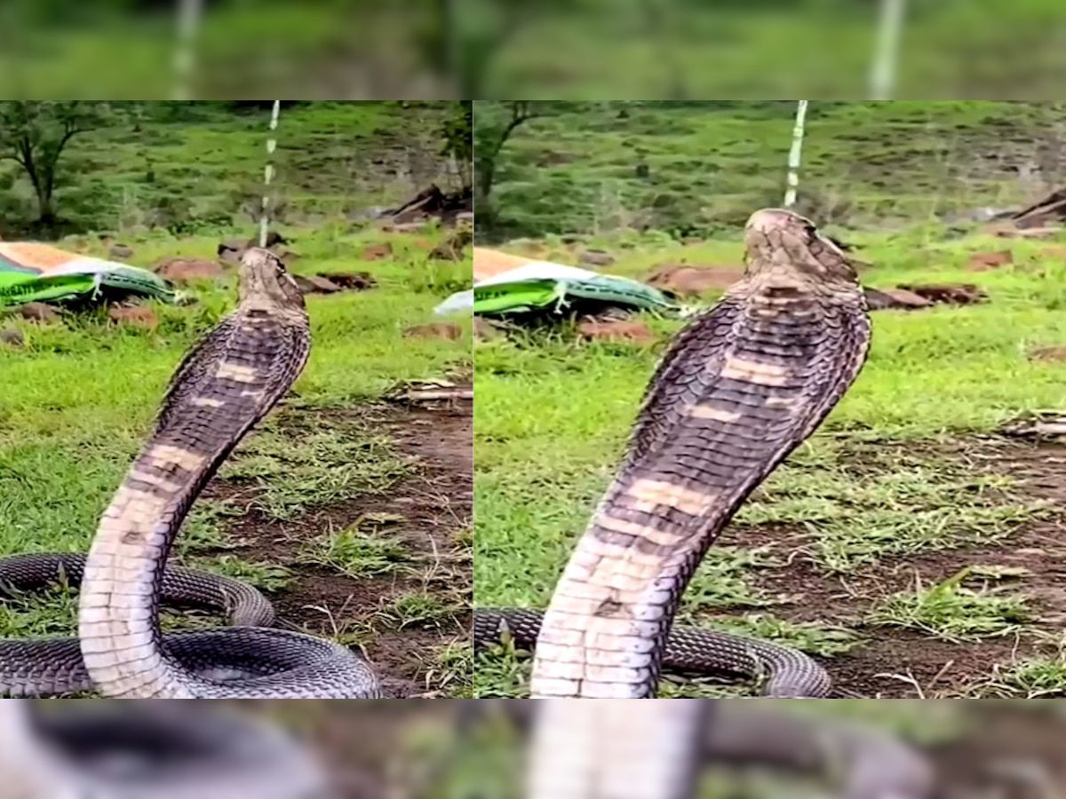 Video: प्यास से तड़प रहा था किंग कोबरा, शख्स ने बिना डरे जान पर खेलकर इस तरह पिलाया पानी