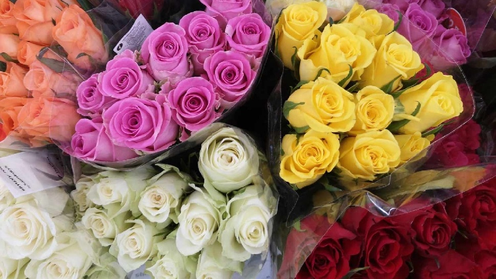 Rose Day: know the meaning of different colours of roses | Rose Day पर ...