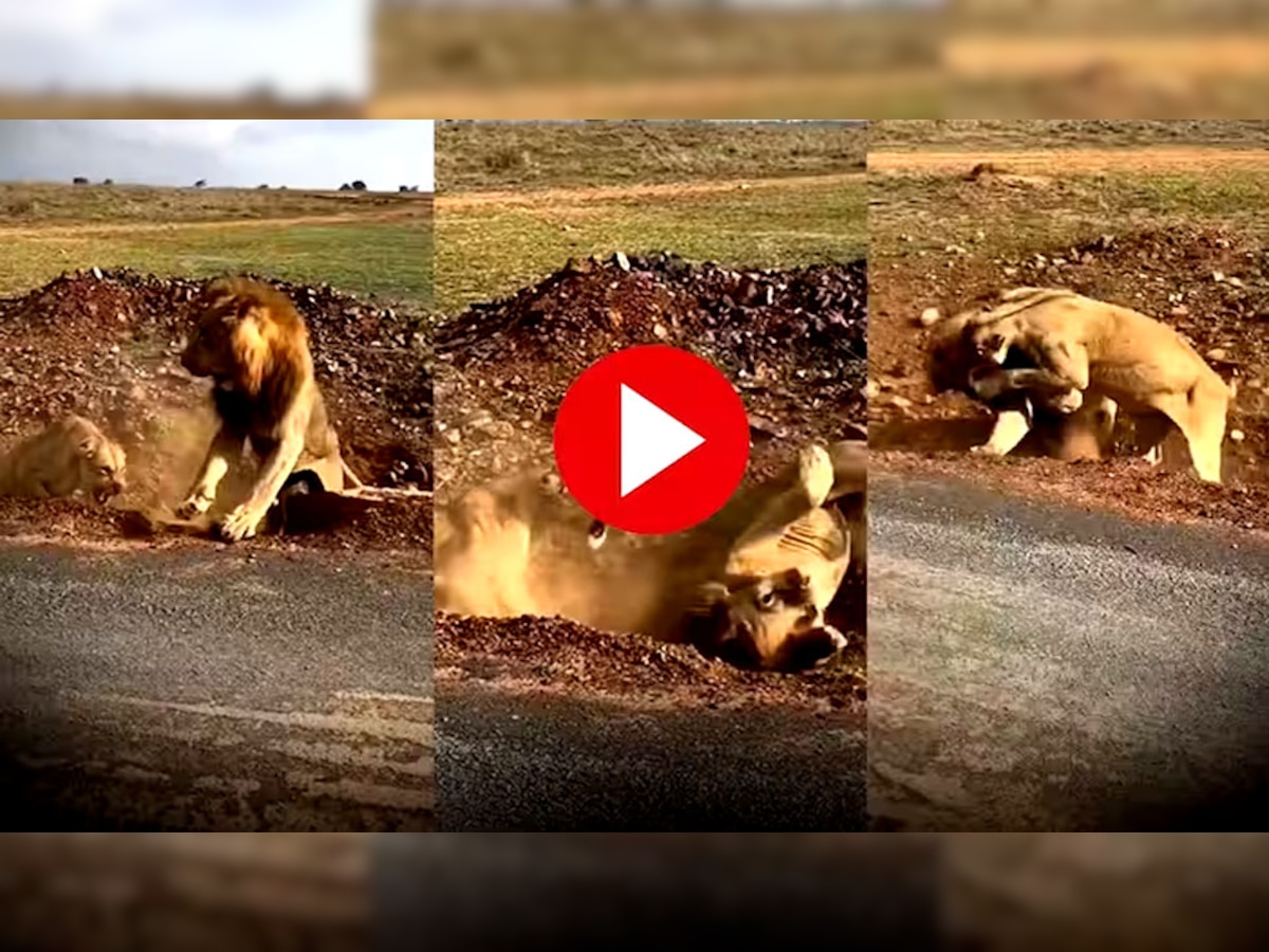 शेर के जरा सा छेड़ने पर भड़क गई शेरनी, जंगल के राजा को उठा-उठा कर पटका, देखें मजेदार Video