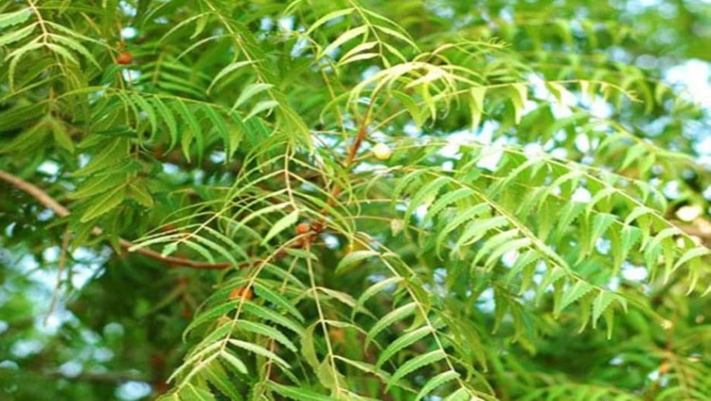 neem ped ke upay neem ke totke for shani mahadasha and rahu ketu pitri