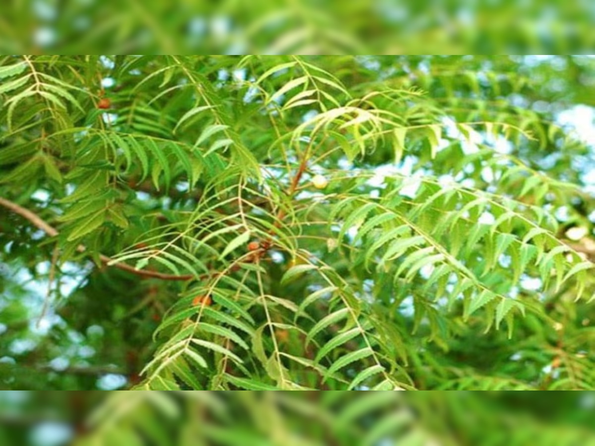 Neem Ped Ke Upay: शनि-केतु या पितृदोष से परेशान हैं? करें नीम के पेड़ के ये अचूक उपाय; तुरंत मिलेगा छुटकारा