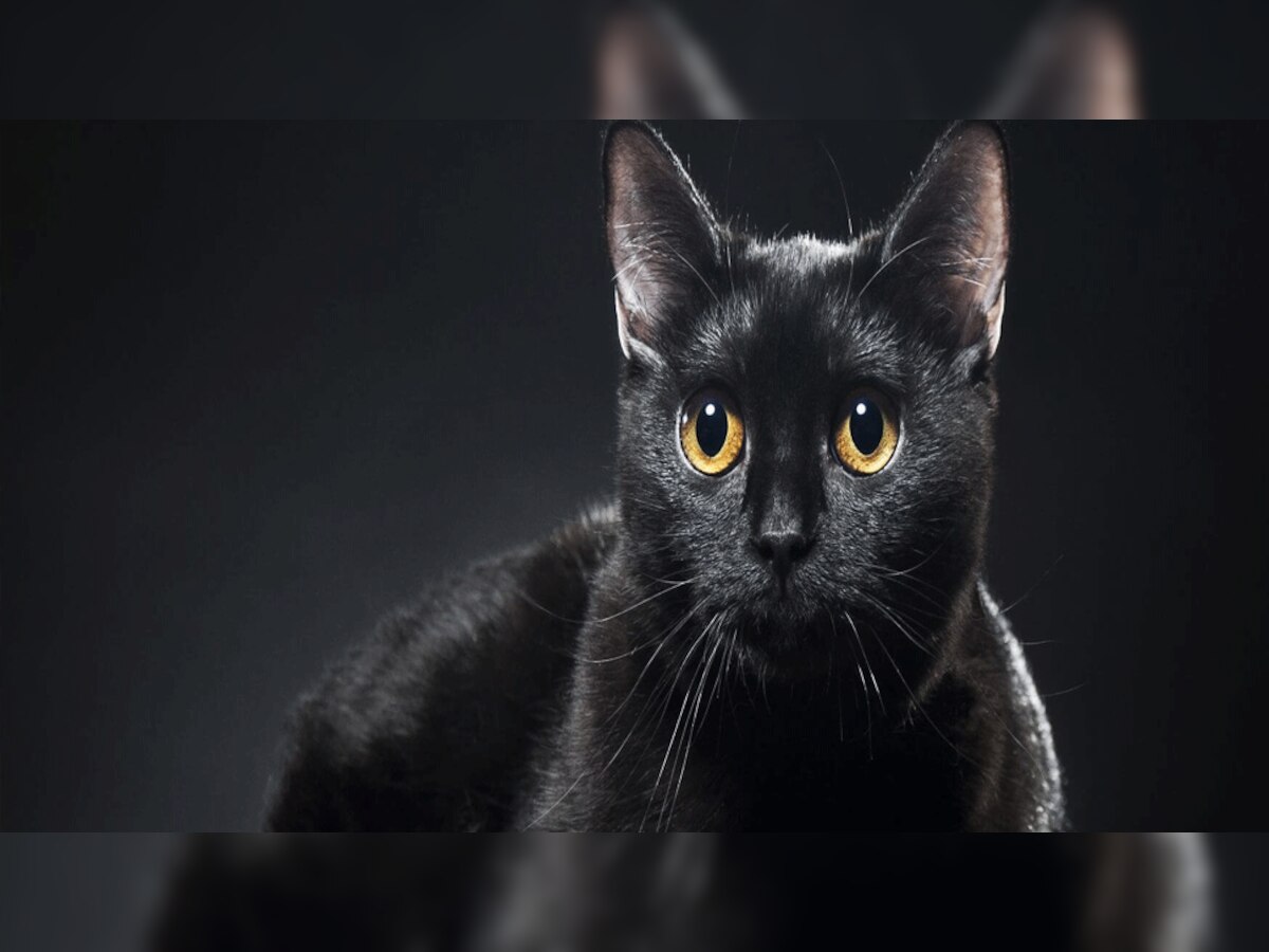 काली बिल्ली का शुभ संकेत
