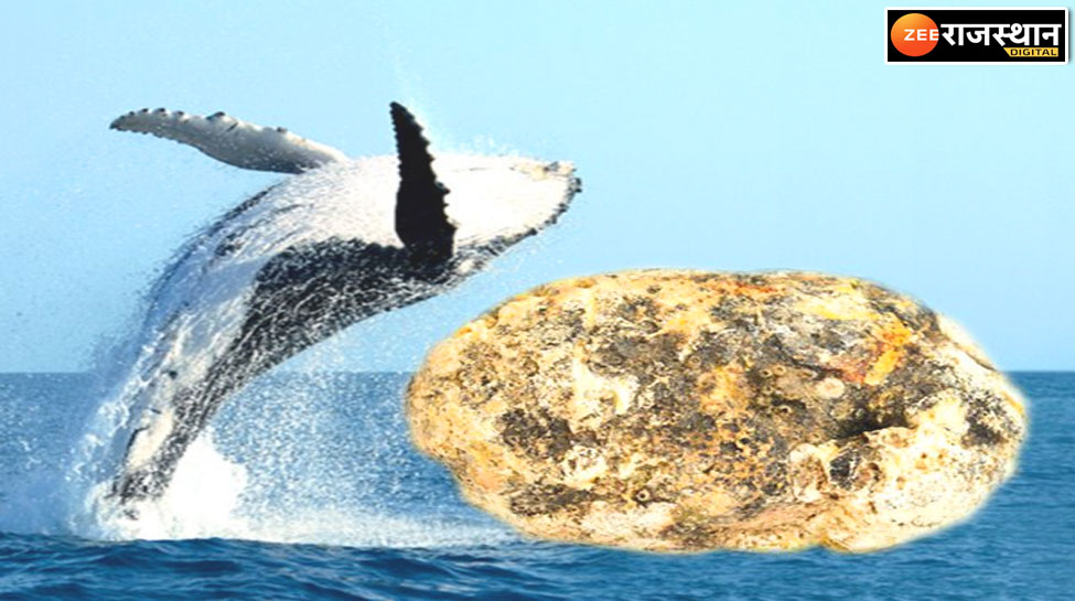 Do you Know whale fish vomit sold in crores why scientist say floating
