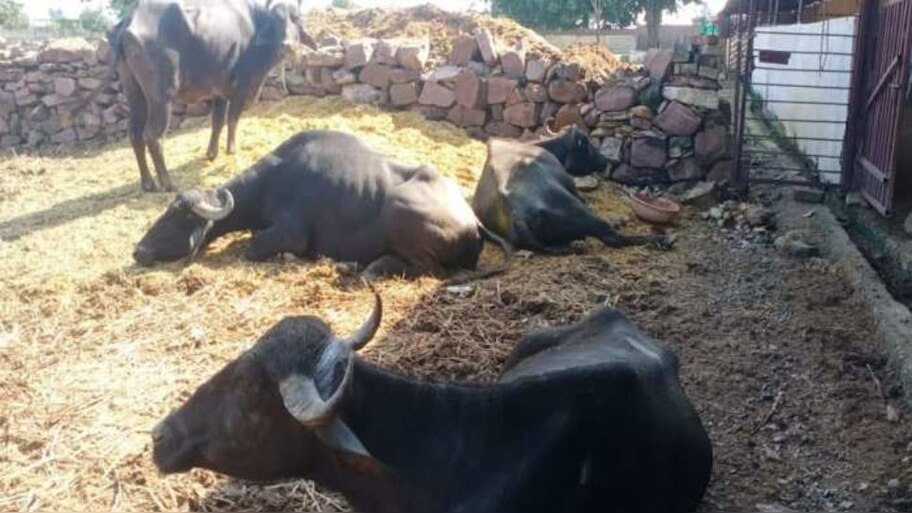Bijnor SDM filed case against Farmers over Animal Cruelty and ...