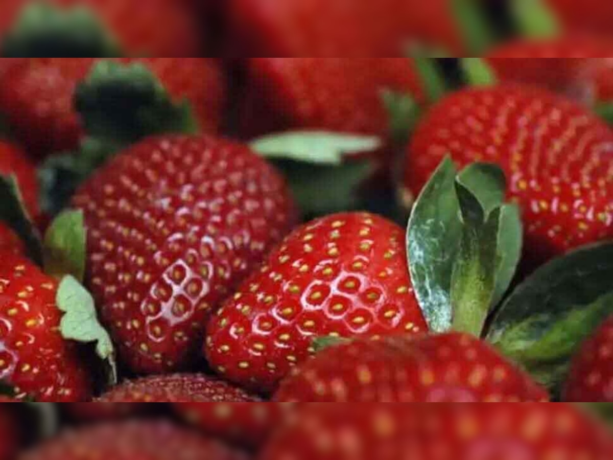 कोरबा में होने लगी स्ट्रॉबेरी की खेती, कम लागत में किसानों की होगी लाखों में कमाई, जानिए कैसे