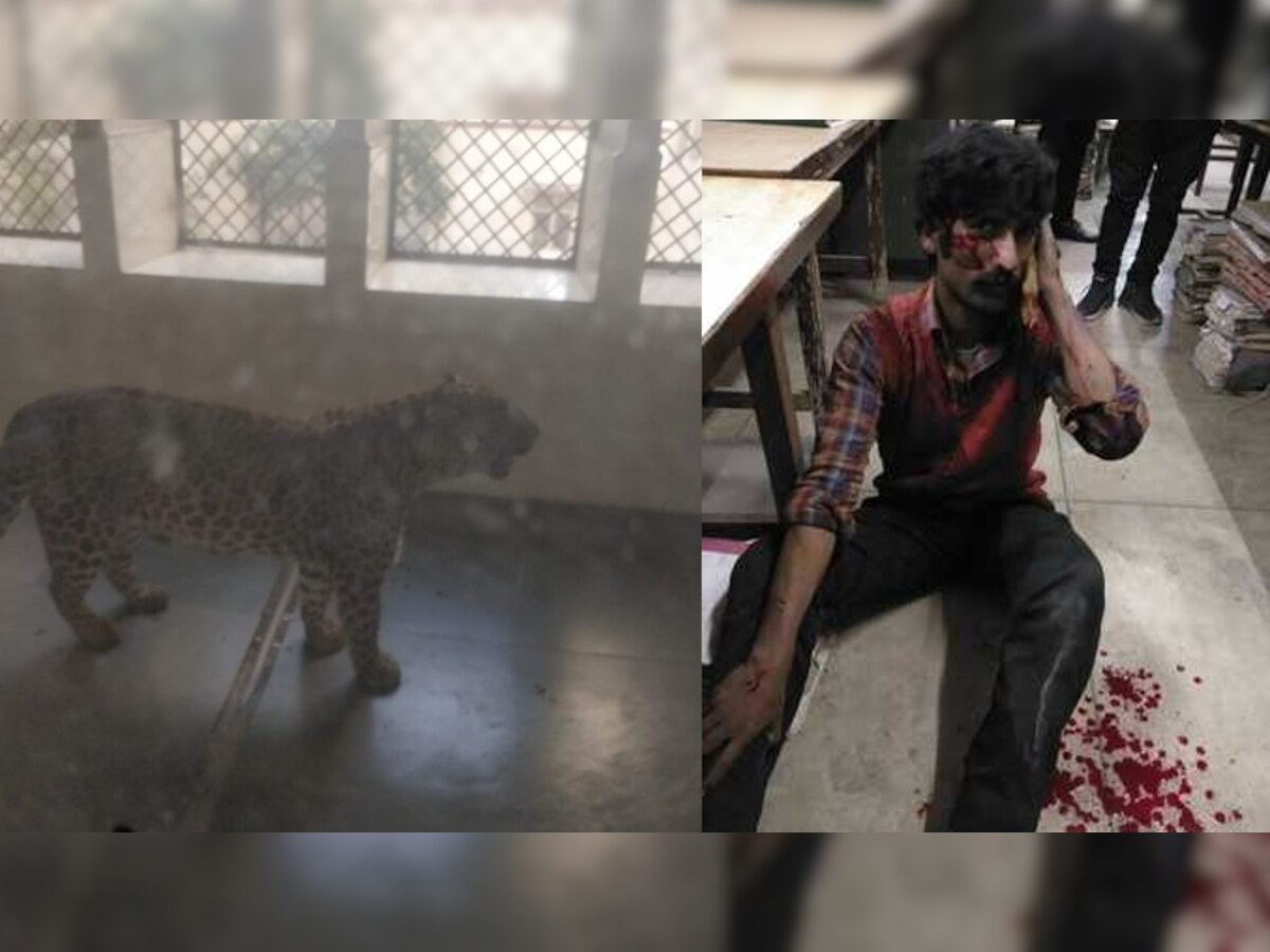 Leopard in Ghaziabad