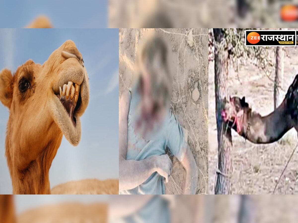 Camel Bites Off Owner's Head in Bikaner: बीकानेर में ऊंट ने मालिक का सिर काटा, गुस्साए लोगों ने पीट-पीटकर मार डाला, वीडियो वायरल