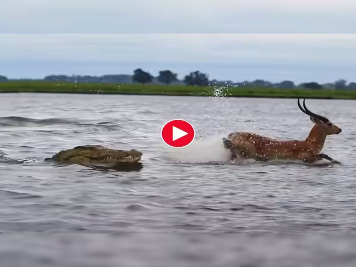 Viral Video: मगरमच्छ से जान बचाने के लिए नदी में स्वीमिंग करने लगा हिरण, हिलाकर रख देगा यह मंजर