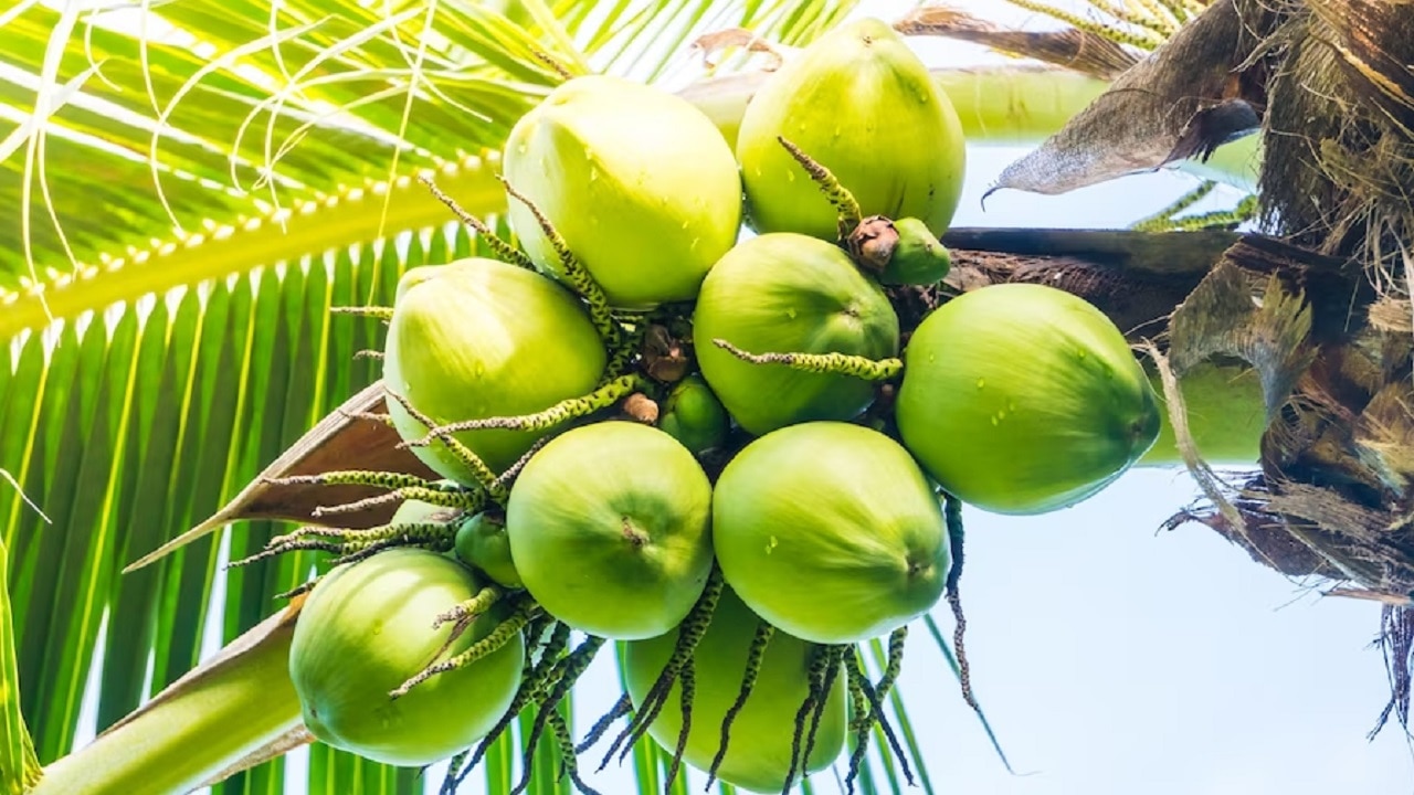 Dream Science: सपने में नारियल का पेड़ देखना शुभ या अशुभ, जानें जीवन पर क्या पड़ेगा असर