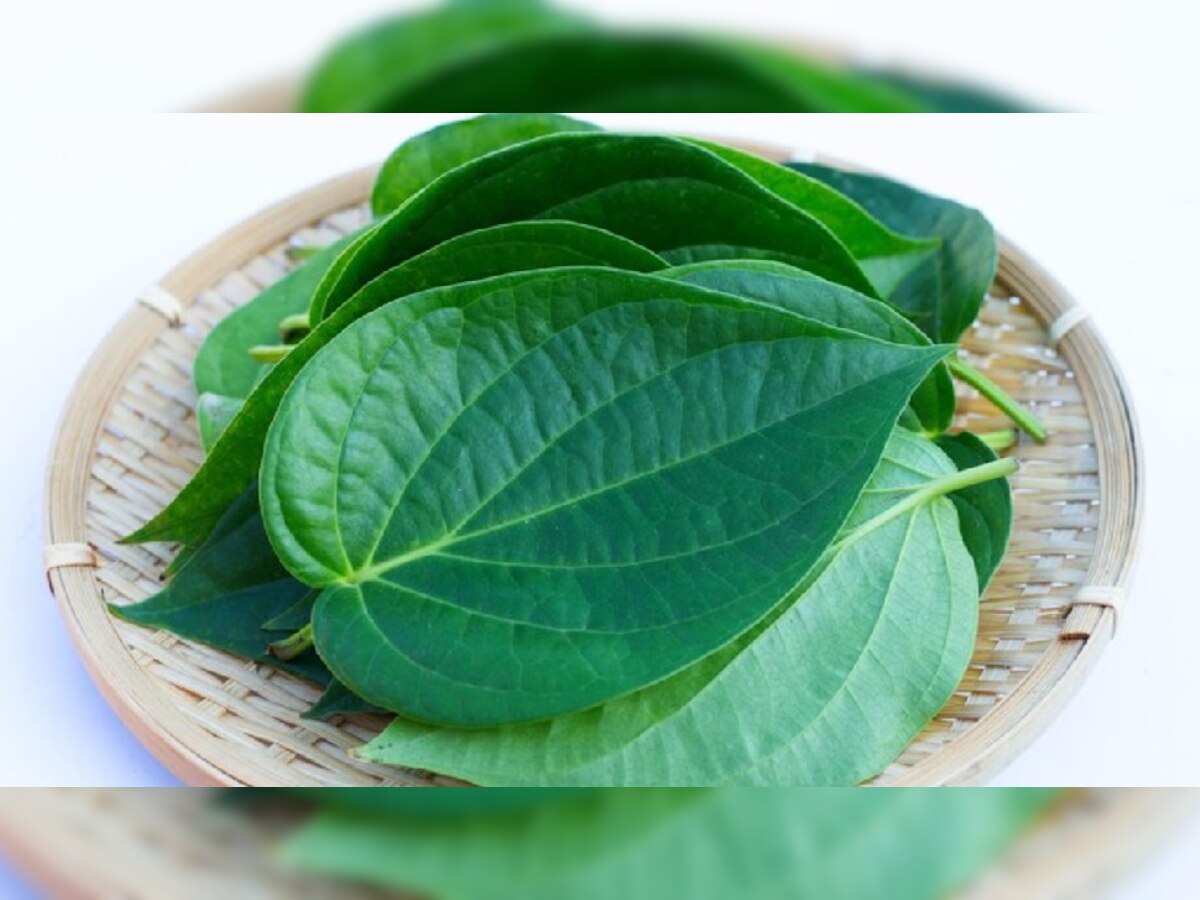 Betel Leaves Benefits: मुंह की बदबू ही नहीं, इस बीमारी को भी जड़ से खत्म कर देते हैं पान के पत्ते