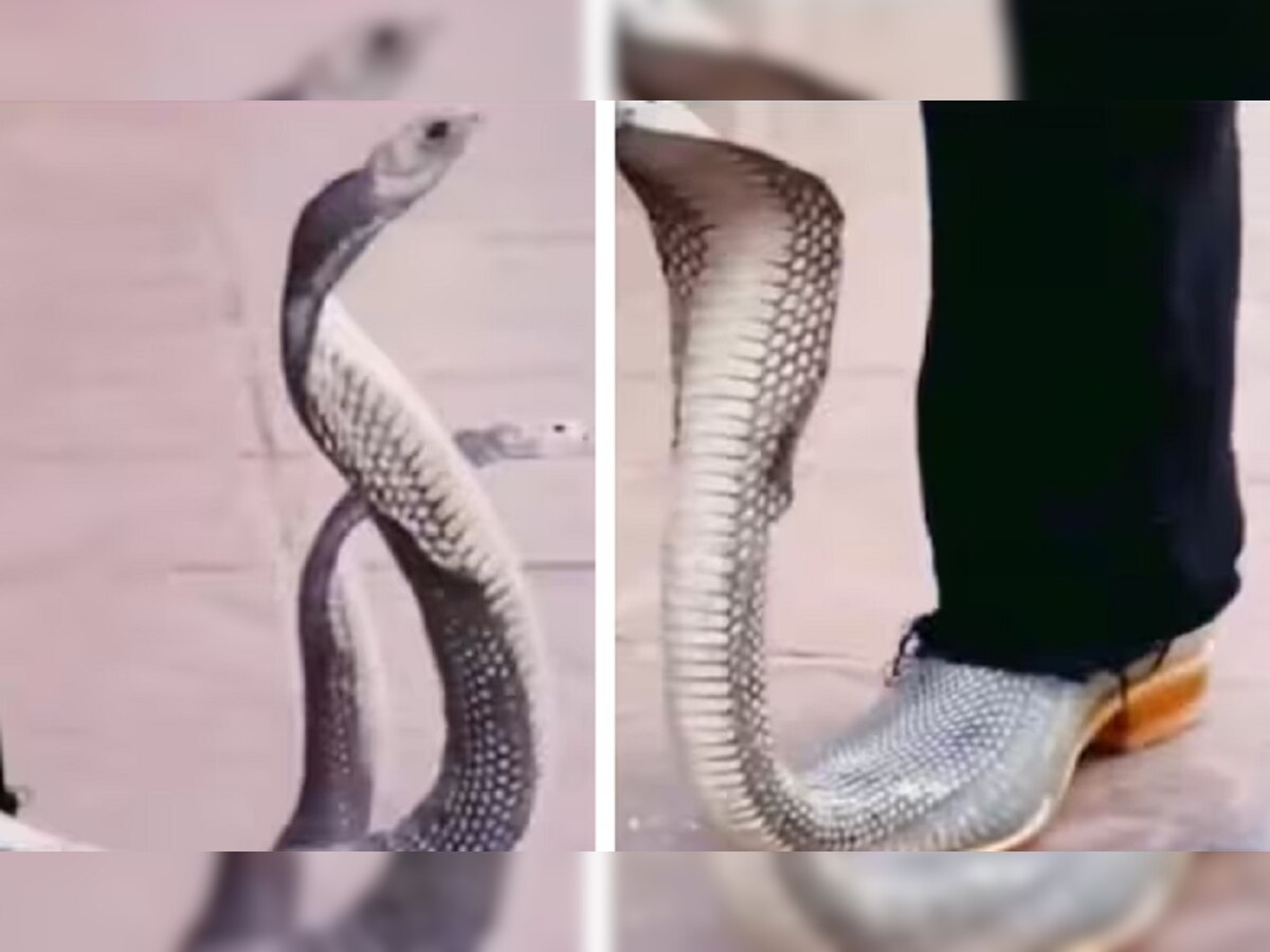 Snake Shoes: किंग कोबरा वाले जूते..पहनकर जैसे ही निकला शख्स, देखकर थर-थर कांपने लगे लोग