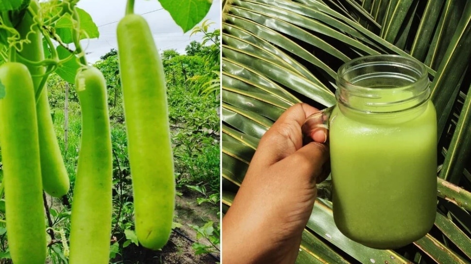 Does Bottle Gourd Juice Reduce Uric Acid