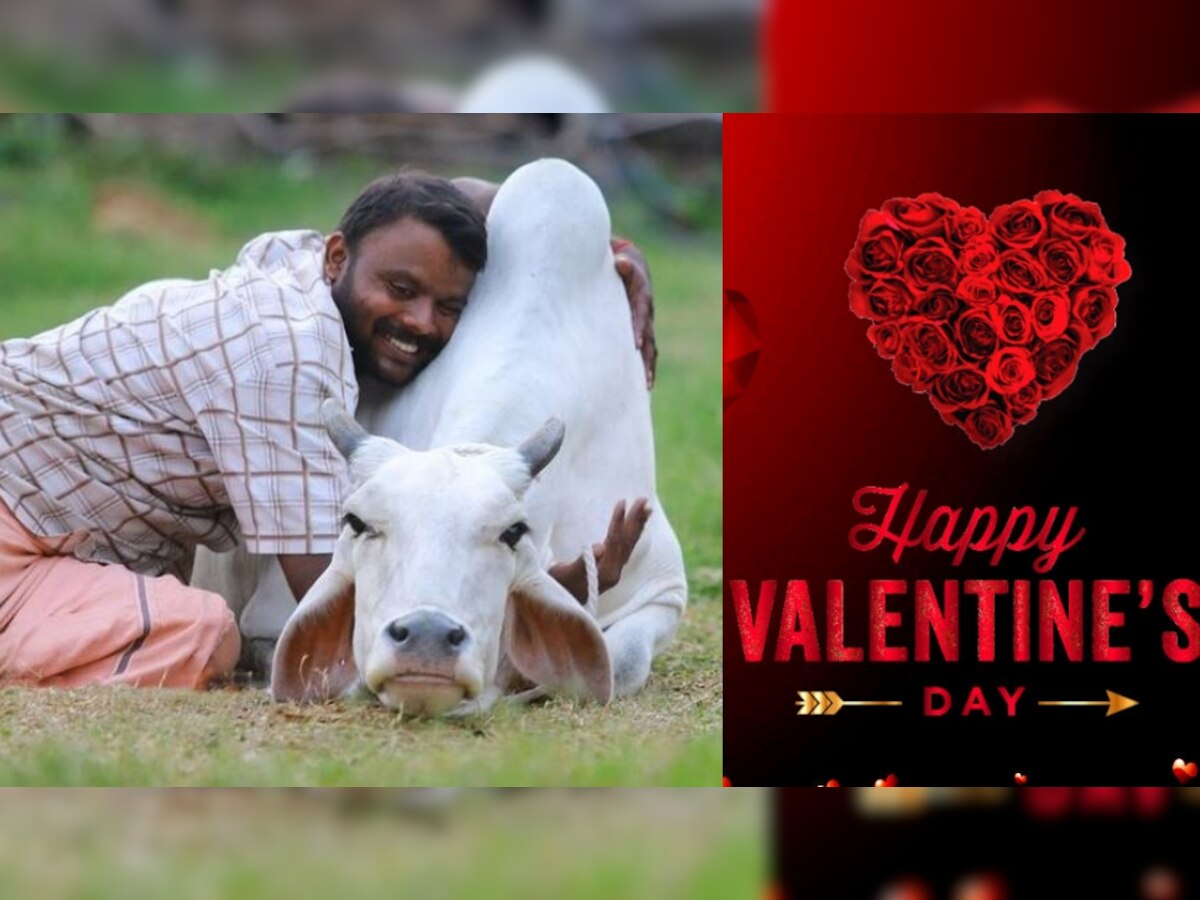 Valentine Day को मोदी सरकार मनाएगी Cow Hug Day, मंत्रालय ने जारी की अपील